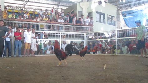 sabong tube|Fights .